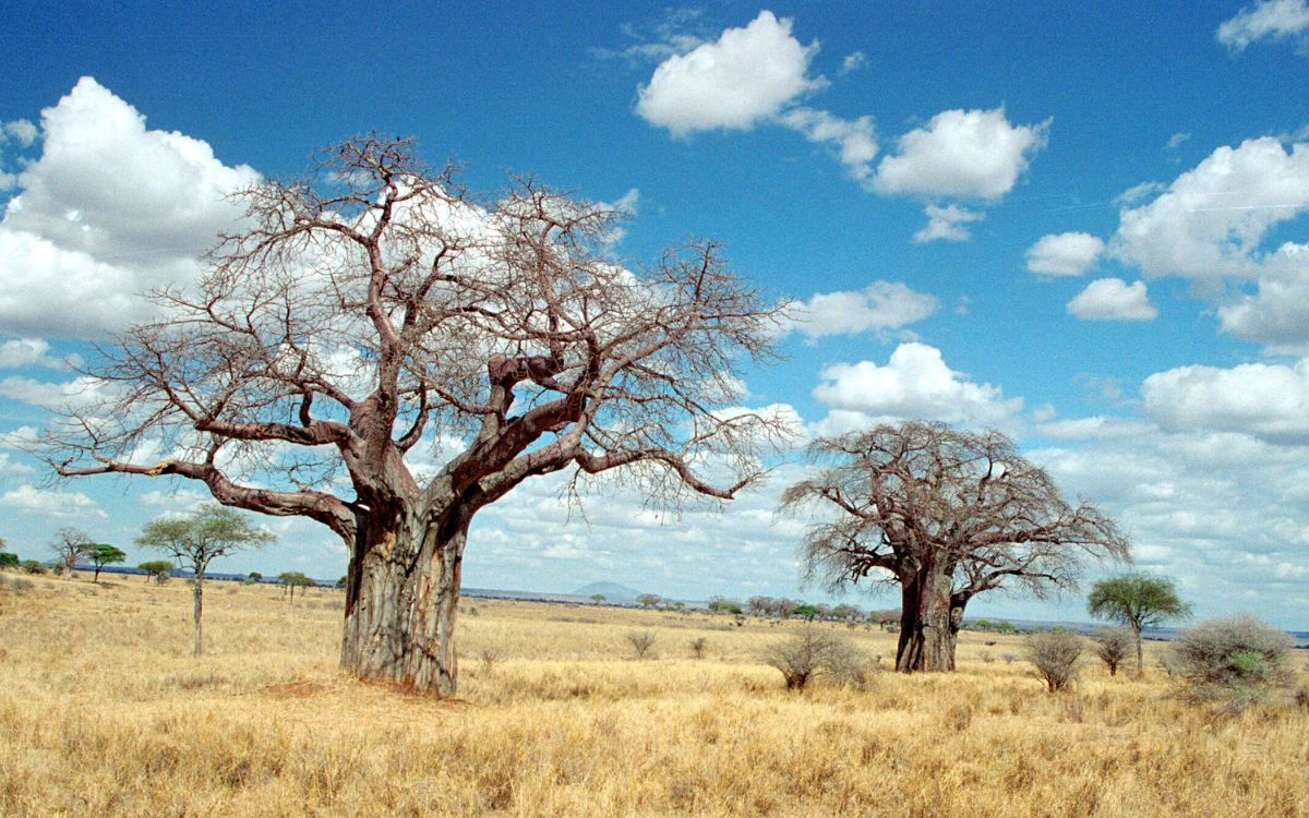 The Baobab - Discovering the magical tree of life