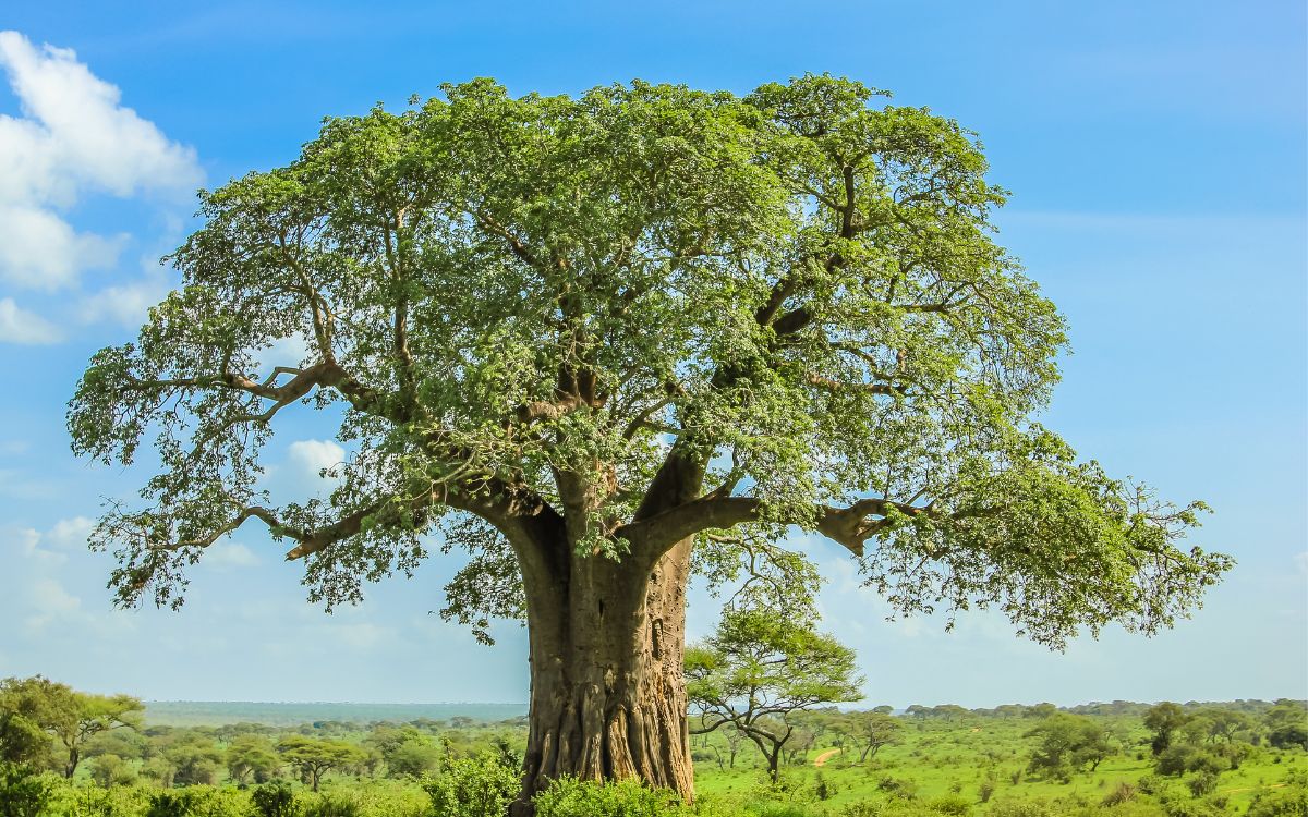The Baobab - Discovering the magical tree of life