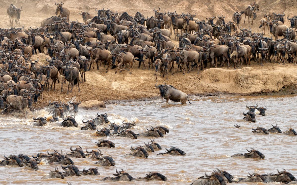 The Great Migration in Masai Mara: A Spectacle of Nature's Wonder - PD Tours & Safaris