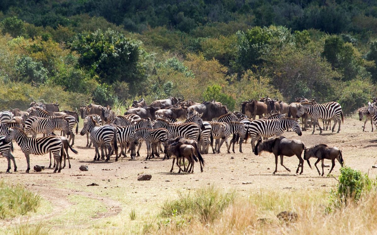 The Great Migration Masai Mara
