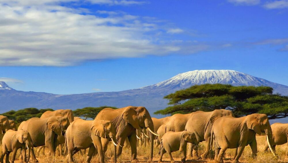 Kenya Safari Holiday Amboseli National Park - PD Tours & Safaris