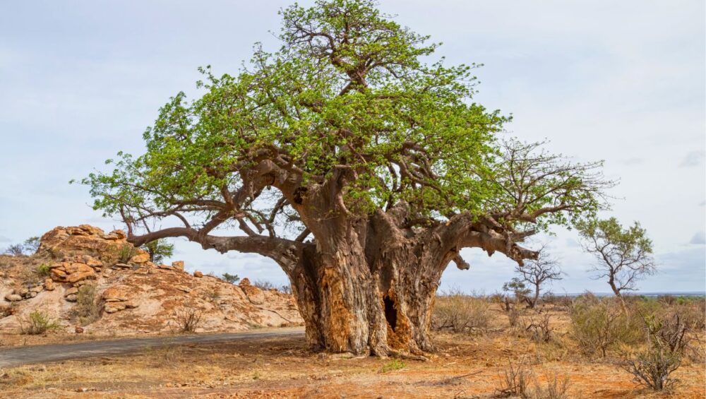 The Baobab - Discovering The Magical Tree Of Life - PD Tours & Safaris
