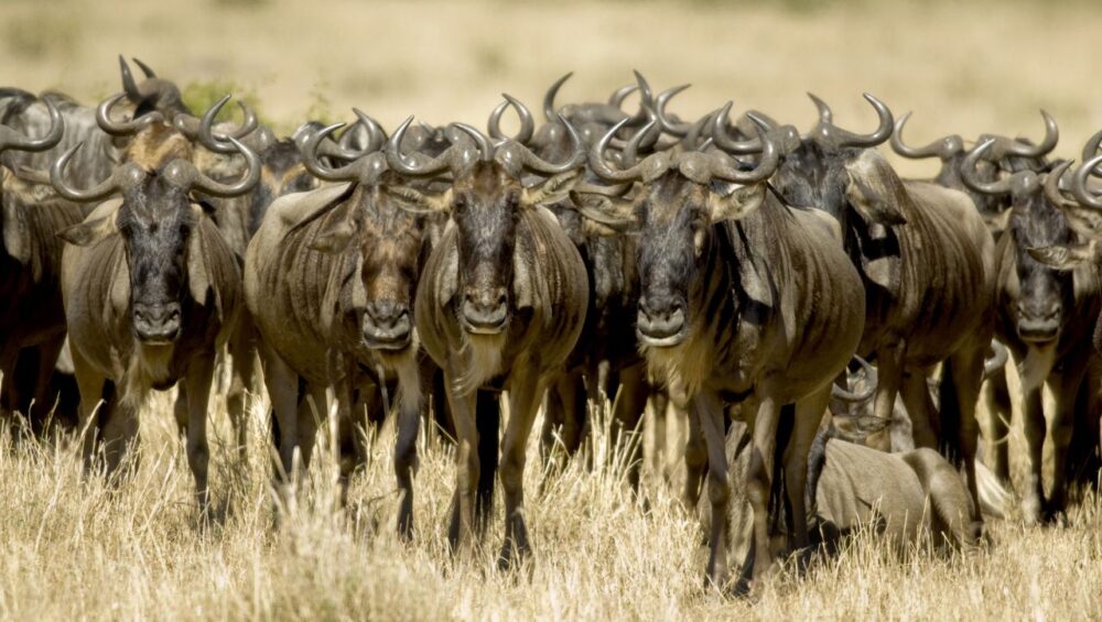 The Great Migration Masai Mara - PD Tours & Safaris