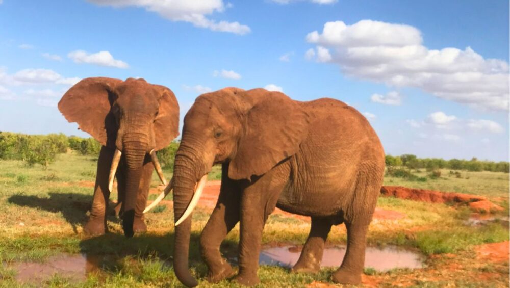 Uncovering the Secrets of Tsavo National Park and the Red Elephants - PD Tours & Safaris