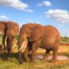 Uncovering the Secrets of Tsavo National Park and the Red Elephants - PD Tours & Safaris