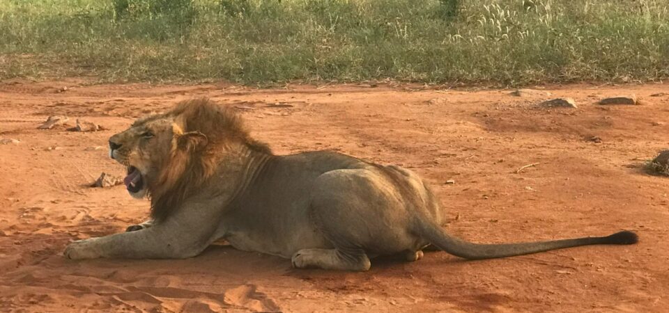 Lion In Tsavo East National Park - PD Tours & Safaris