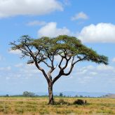 African Savannah Tree - PD Tours & Safaris