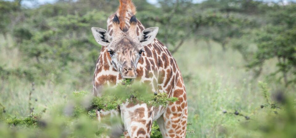 Nairobi Giraffe Center - PD Tours & Safaris