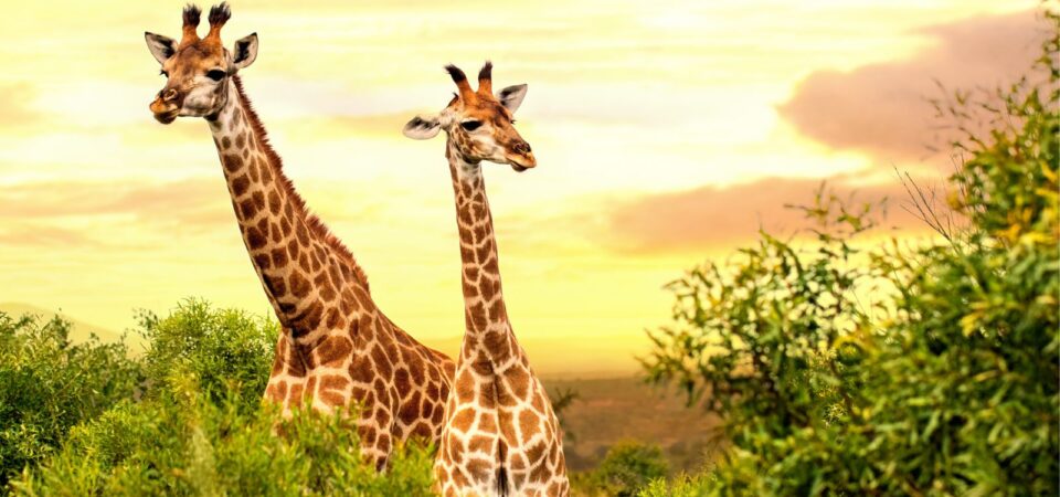 Nairobi Giraffe Center- PD Tours & Safaris