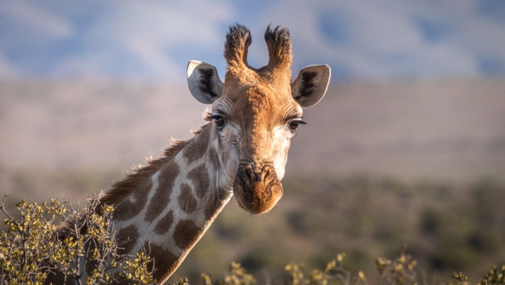 Nairobi Giraffe Center - PD Tours & Safaris