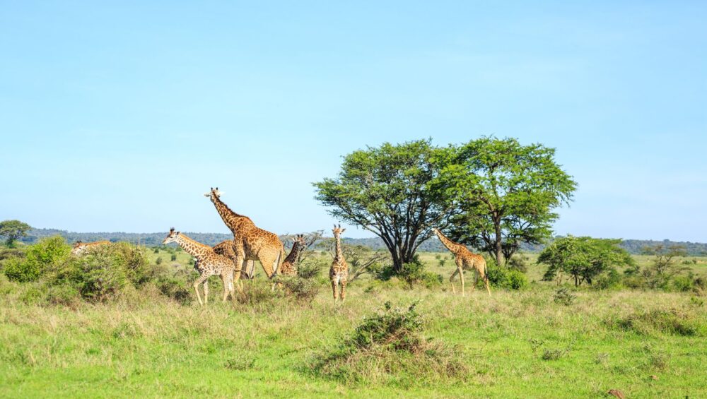 Nairobi Highlights - PD Tours & Safaris
