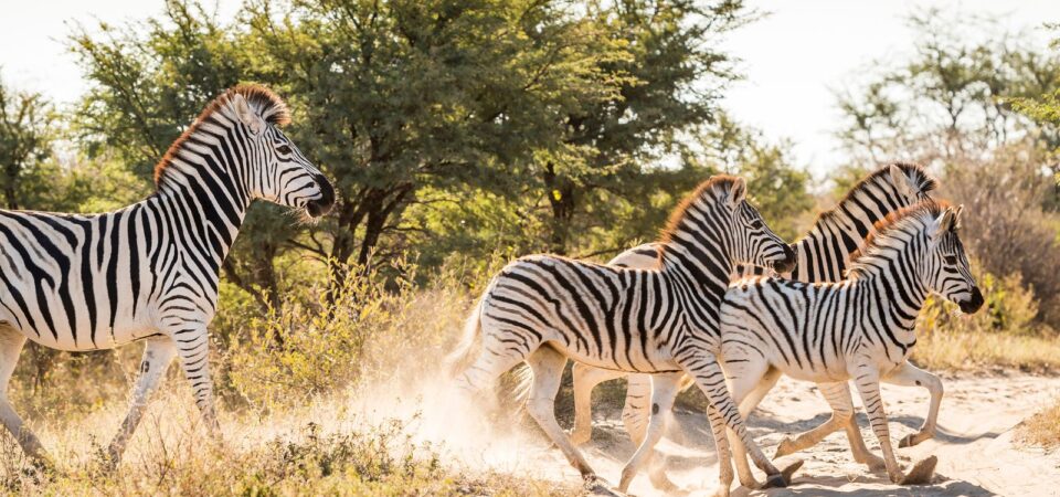 Nairobi National Park Highlights - PD Tours & Safaris