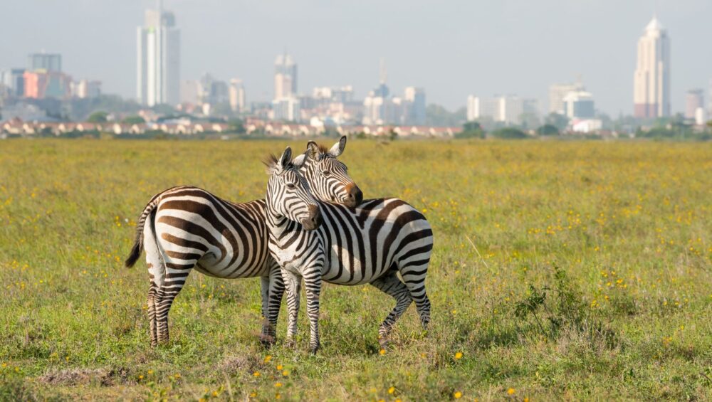 Nairobi National Park - PD Tours & Safaris