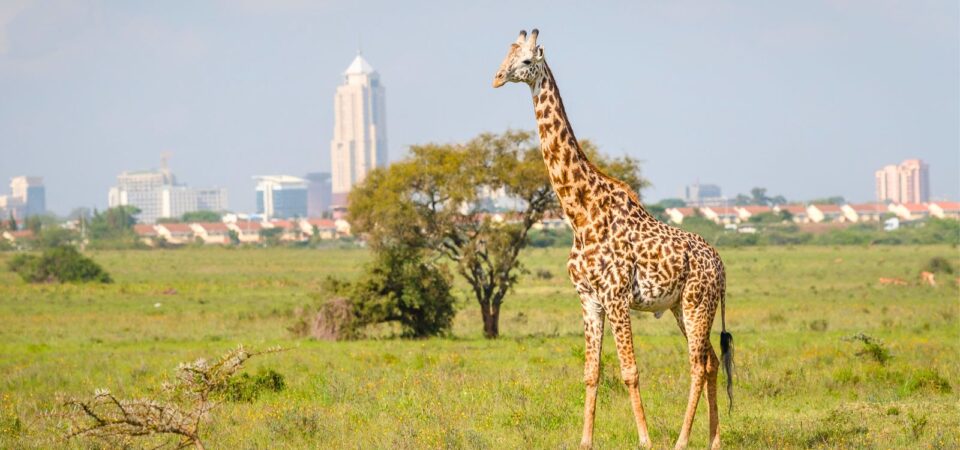 Nairobi National Park Wildlife- PD Tours & Safaris