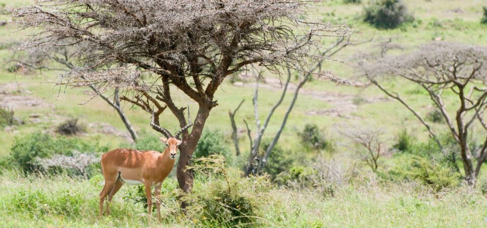 Nairobi National Park Wildlife- PD Tours & Safaris