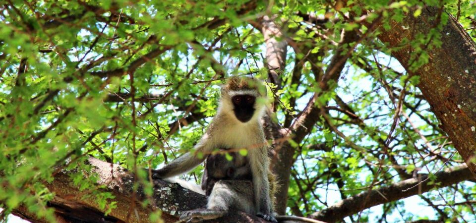 Shimba Hills Black Faced Vervet Monkeys - PD Tours & Safaris