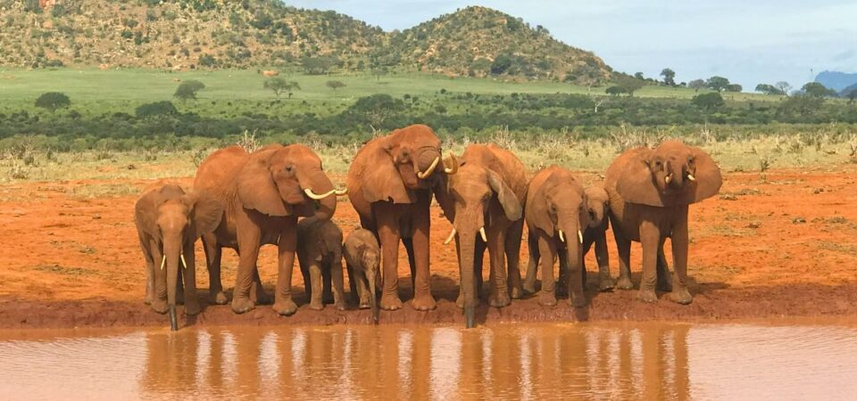Tsavo East Elephants - PD Tours & Safaris