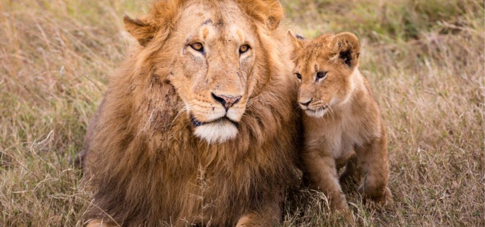 Tsavo East & West National Park Lions - PD Tours & Safaris