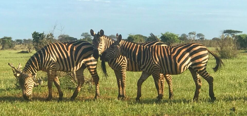 Tsavo East Zebras - PD Tours & Safaris