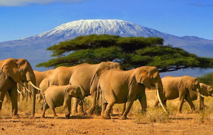 5 Days Best Of Kenya Safari