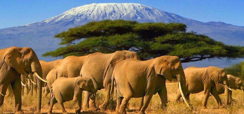Amboseli National Park with Mount Kilimanjaro - PD Tours & Safaris