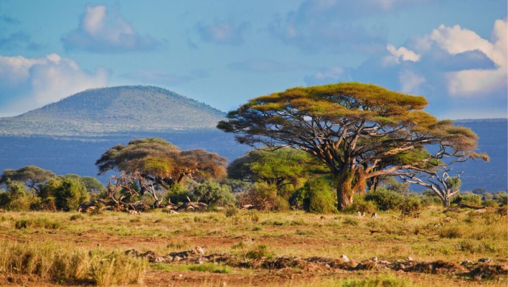 Amboseli National Park - PD Tours & Safaris