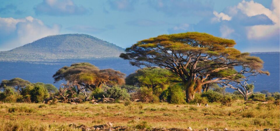 Amboseli National Park - PD Tours & Safaris