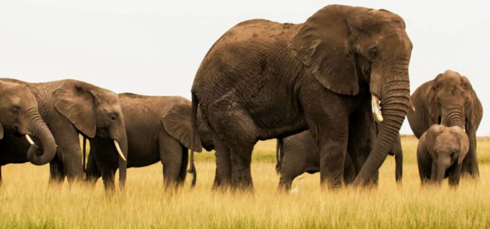 Amboseli National Park Elephants - PD Tours & Safaris