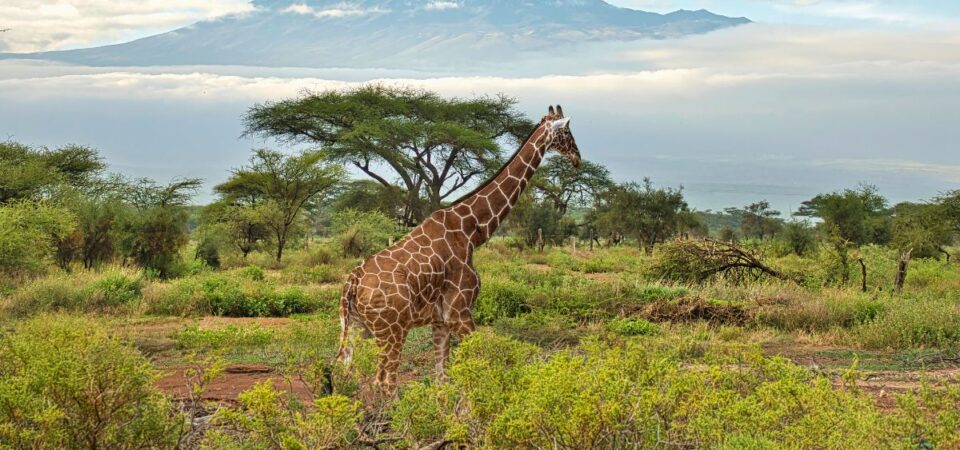 Amboseli National Park Giraffe - PD Tours & Safaris