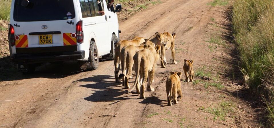 Amboseli National Park Lions - PD Tours & Safaris