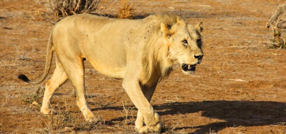 Amboseli National Park Lion - PD Tours & Safaris