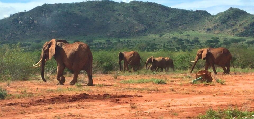 Red Elephants of Tsavo - PD Tours & Safaris