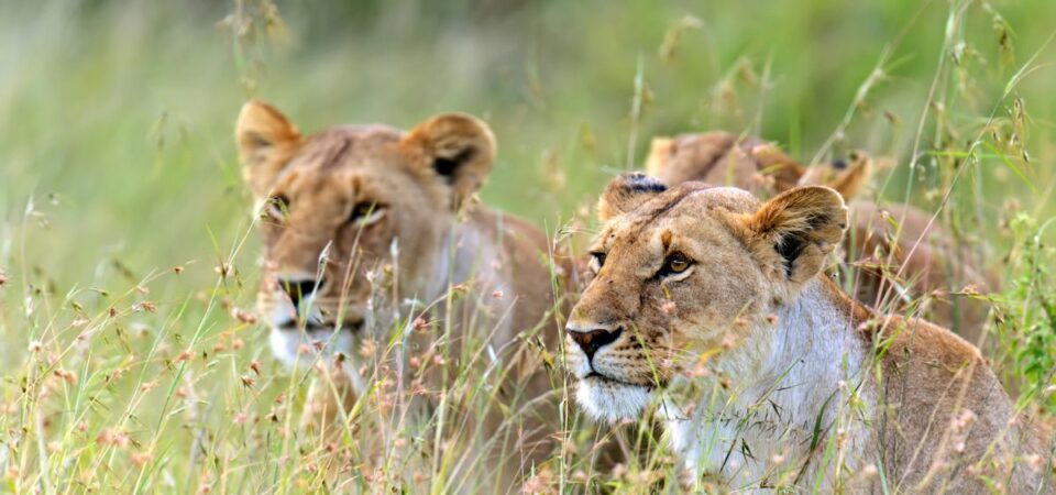 Masai Mara - PD Tours & Safaris