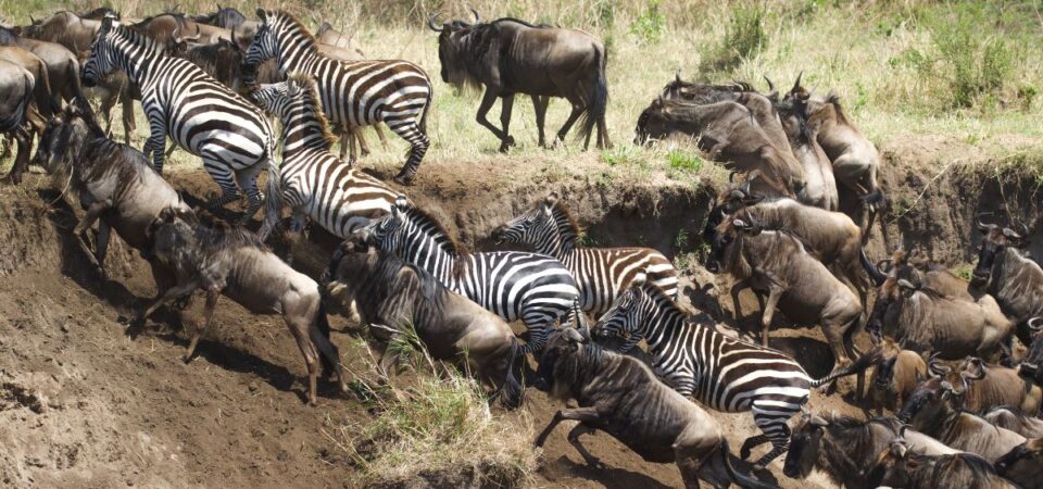 Masai Mara The Great Migration - PD Tours & Safaris