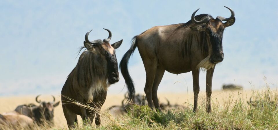 Masai Mara Wildebeest - PD Tours & Safaris