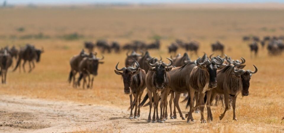 Masai Mara Wildebeest Migration - PD Tours & Safaris