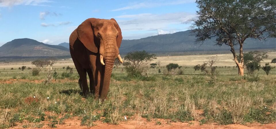 Taita Wildlife Sanctuary Elephant - PD Tours & Safaris