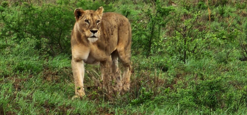 Taita Hills Wildlife Sanctuary Lion - PD Tours & Safaris