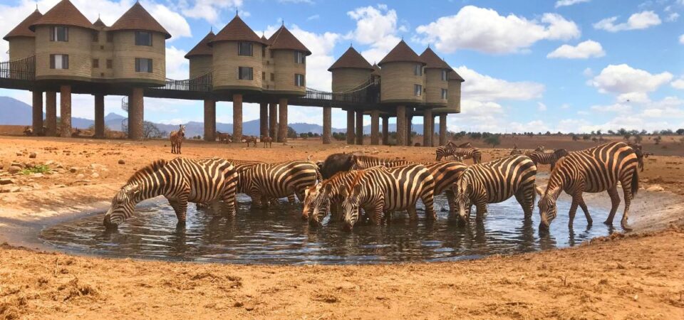 Salt Lick Safari Lodge with Zebras - PD Tours & Safaris