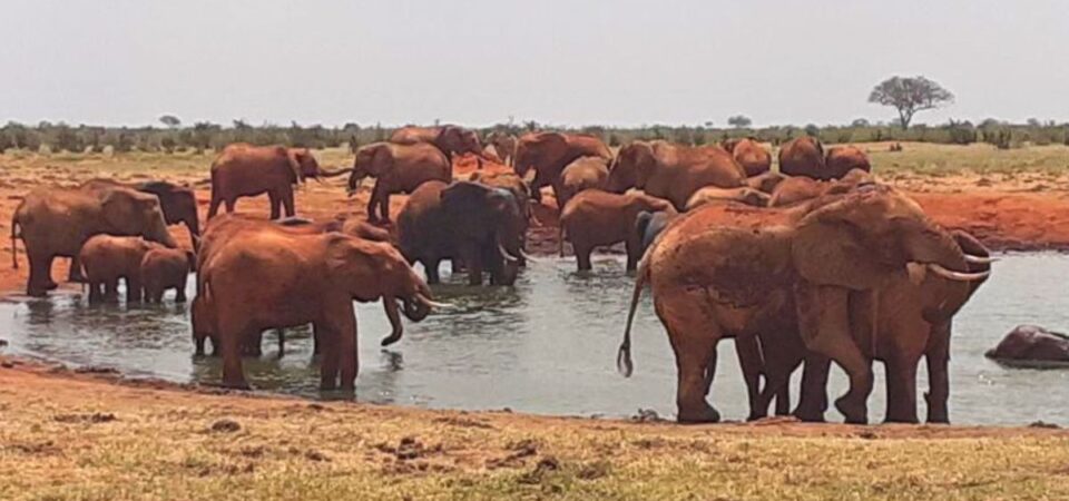 Tsavo East Elephants - PD Tours & Safaris