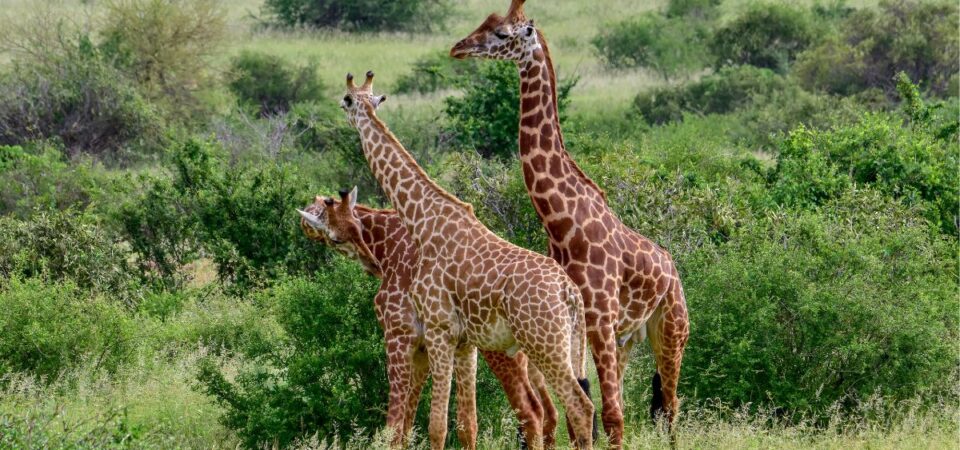 Tsavo National Park - PD Tours & Safaris