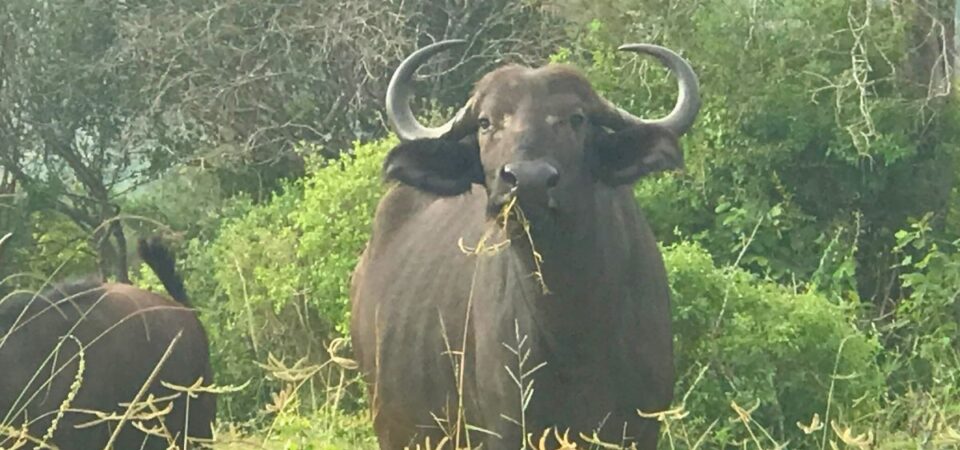 Tsavo National Park Buffalo - PD Tours & Safaris