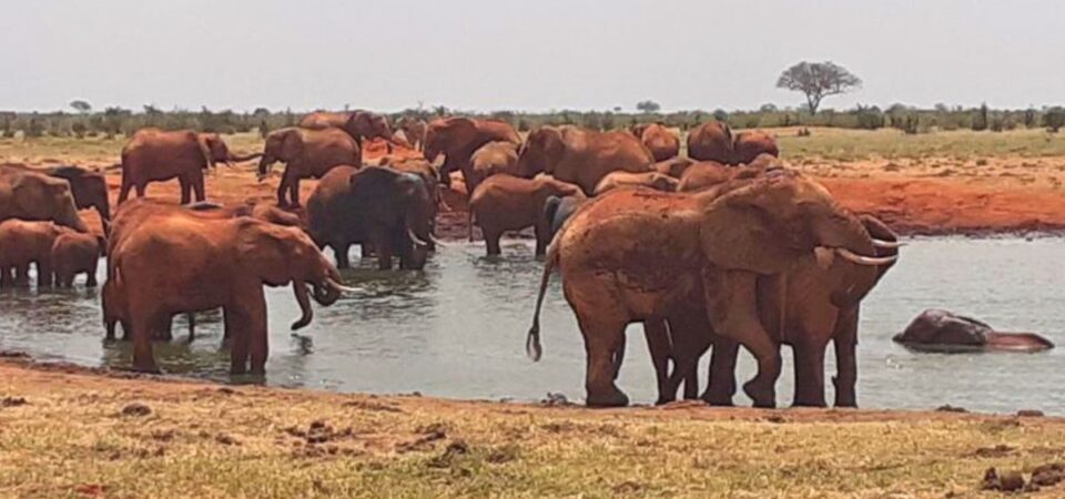 Tsavo National Park Red Elephants - PD Tours & Safaris