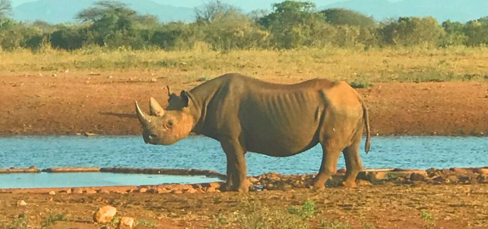 Tsavo National Park Rhino - PD Tours & Safaris