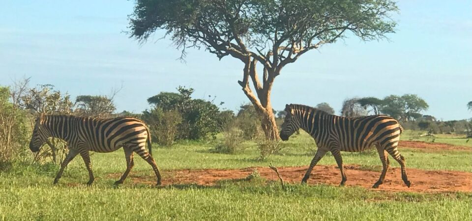 Tsavo National Park Zebras - PD Tours & Safaris
