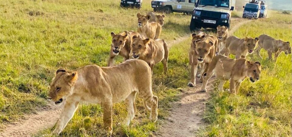 African Savannah Lions - PD Tours & Safaris