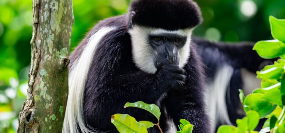 Colobus Monkey - PD Tours & Safaris