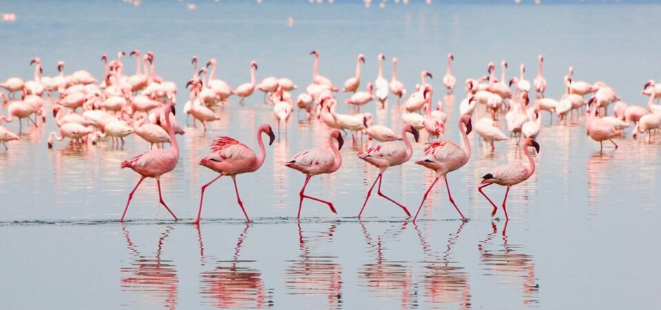 Lake Nakuru Flamingos - PD Tours & Safaris