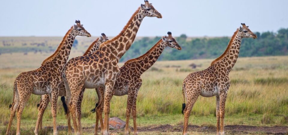 Masai Mara - PD Tours & Safaris