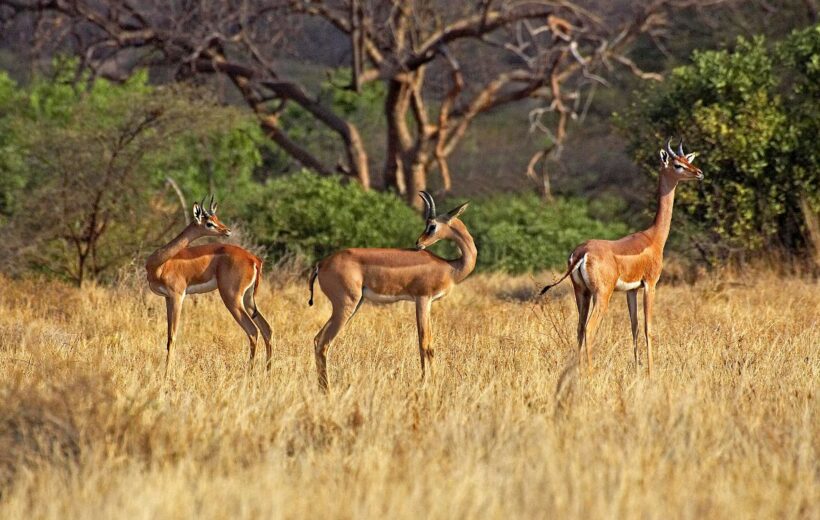 3 Days Samburu National Reserve